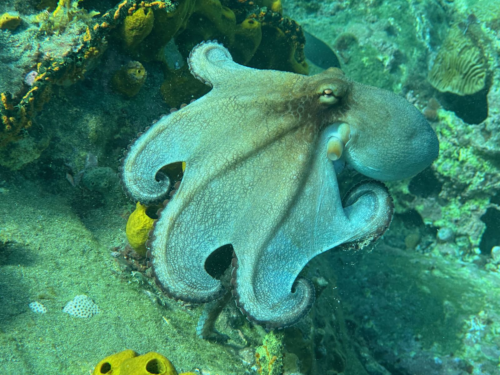 An octopus resting on a colorful coral reef
