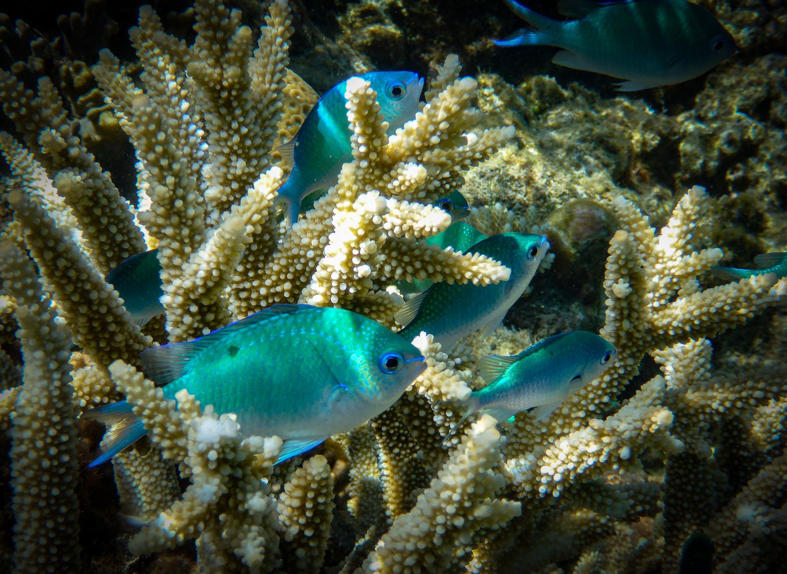 Staghorn coral and schools of damselfish