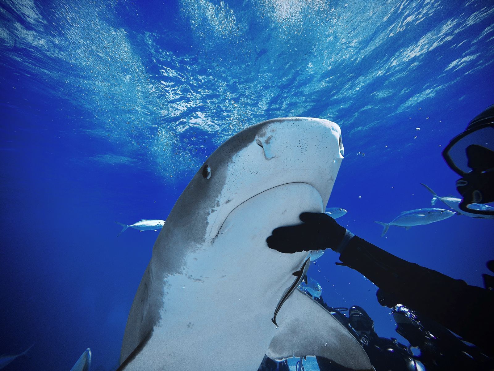 A diver calmly guiding a large shark away in clear blue water