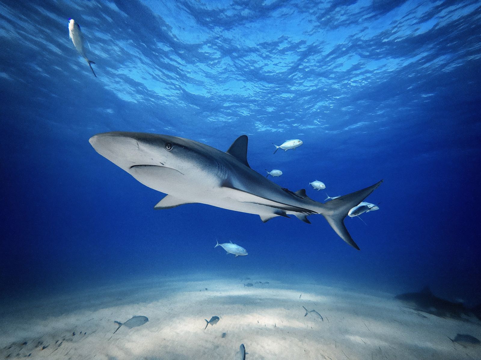 A reef shark swimming over white sand in deep blue water