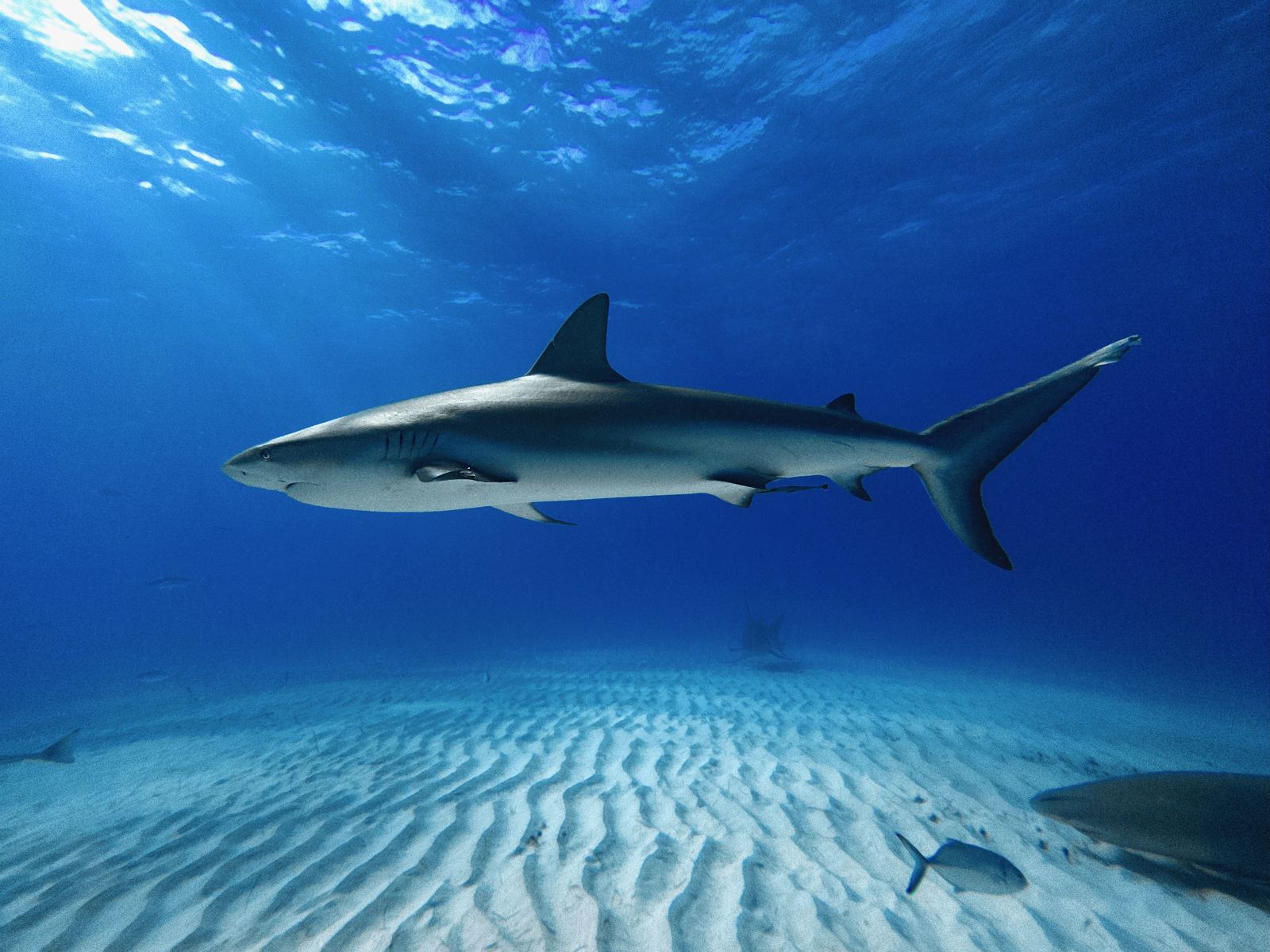 Two reef sharks gliding over rippled white sand