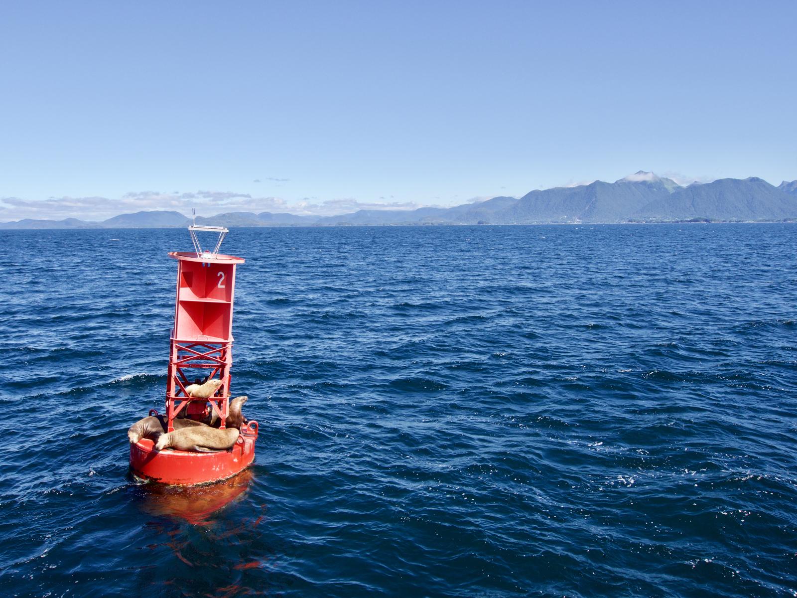 Sea lions resting on a buoy.